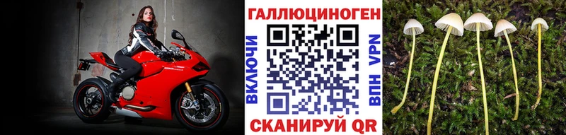 цены   Дно  Псилоцибиновые грибы Magic Shrooms 